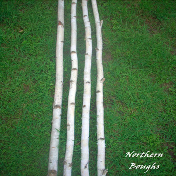 4 Medium White Birch Poles 8′