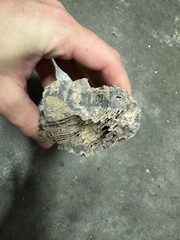 Petrified Wood 1 lbs 6 oz