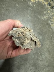 Petrified Wood 1 lbs 6 oz