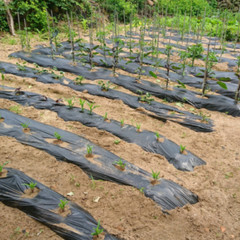 Vapor Barrier Supply – Poly Cover Black Vapor Barrier Plastic Sheeting – 2 Mil