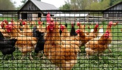 ORIVOGAS Plastic Mesh Fence Deer Fencing 4x75ft,Reinforced 4ft*75ft, Black